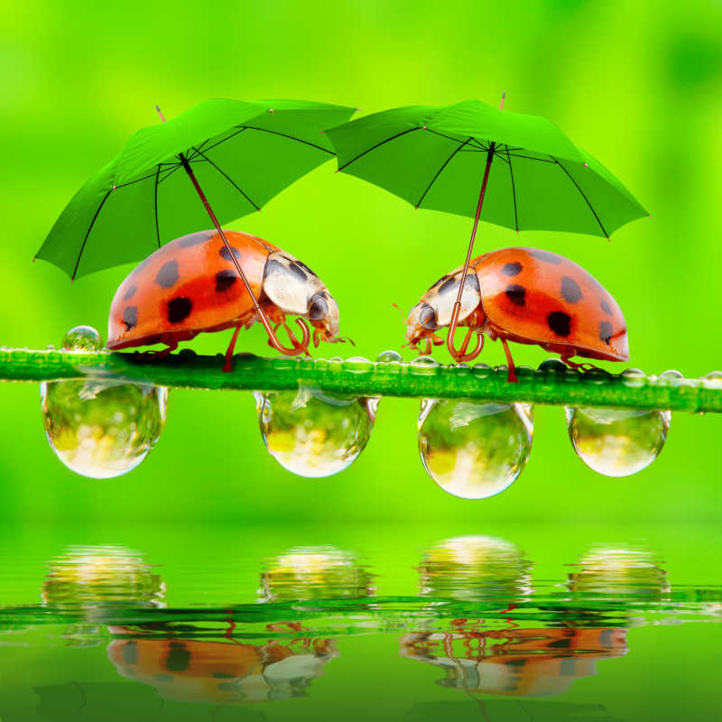 可爱的小瓢虫打伞