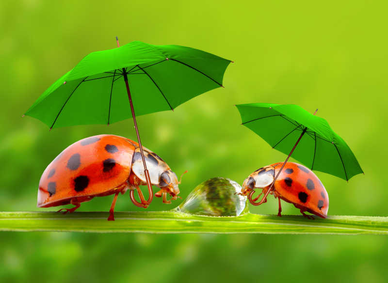 打着伞走在草地上的小瓢虫