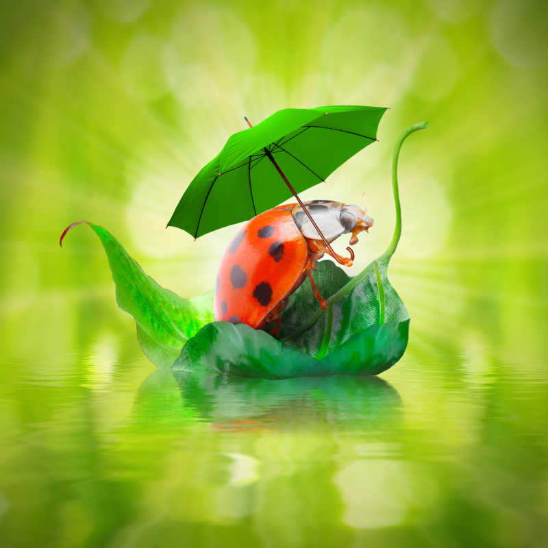 一只打伞的小瓢虫