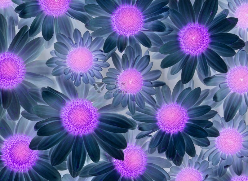 紫色花蕊的花朵背景