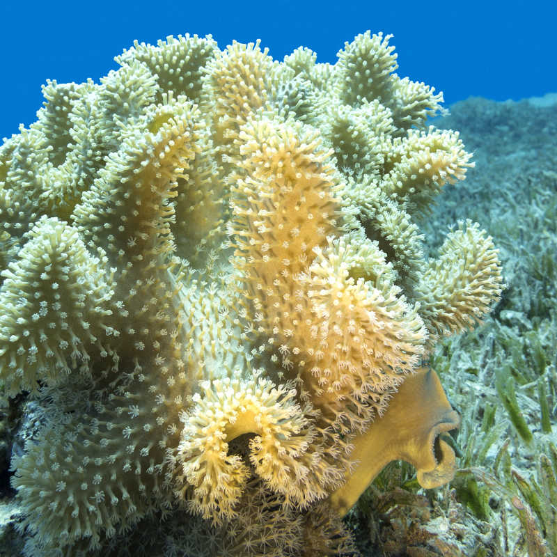 热带海洋底部黄色的蘑菇珊瑚礁
