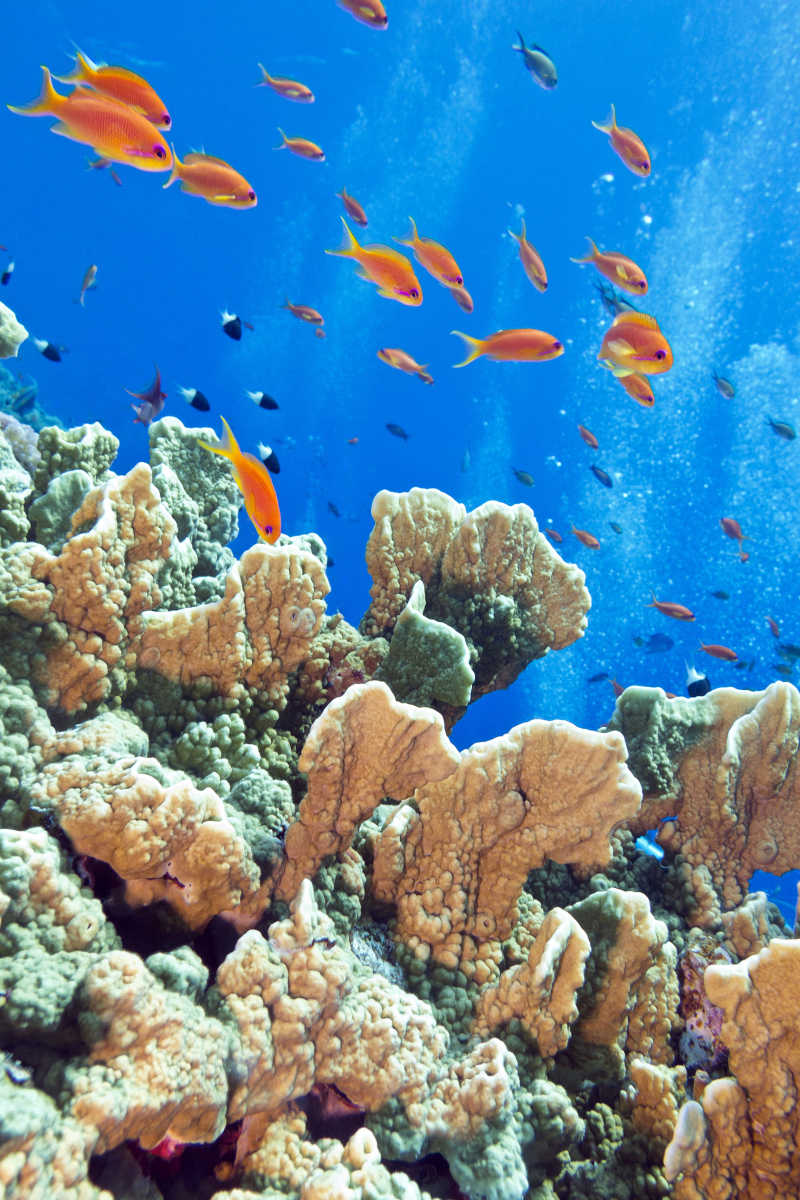海洋底部的火珊瑚和热带小鱼