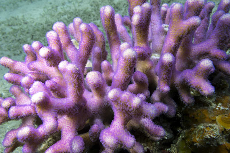 热带海洋底部发粉红色手指珊瑚