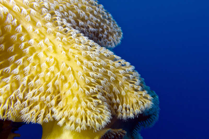 蓝色海洋里美丽的大软珊瑚