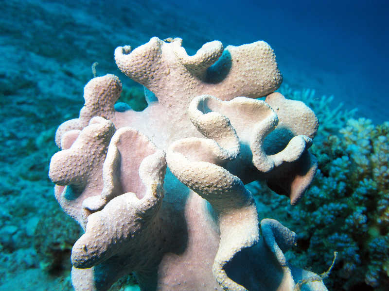 热带海水中的巨大软珊瑚