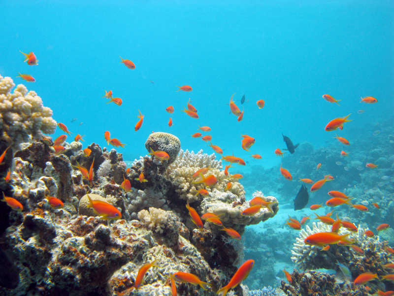 热带蓝色的海水下的珊瑚礁