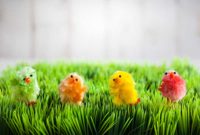 灰白色背景下绿色草地上的复活节小鸡