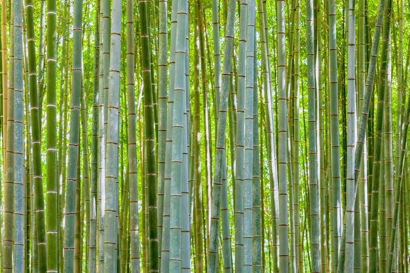 大自然中的竹子
