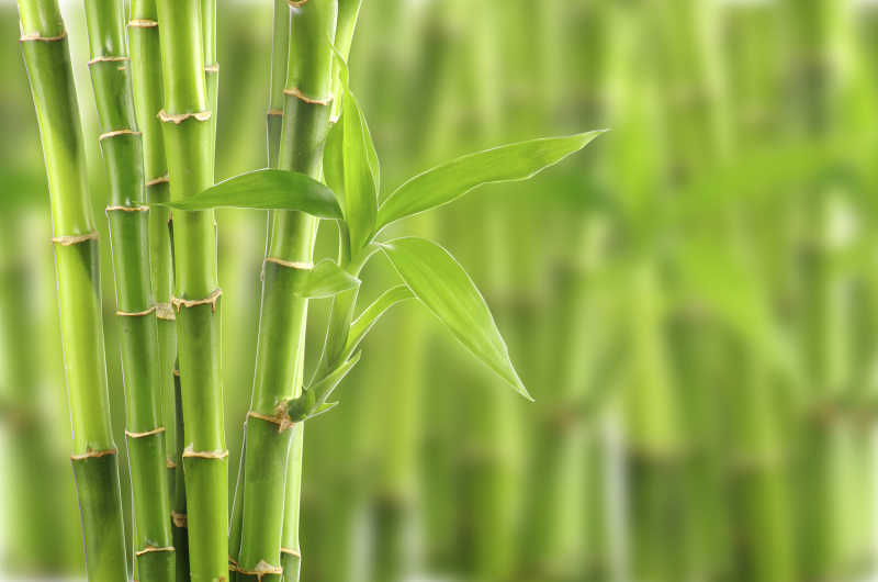 长出嫩芽的竹子