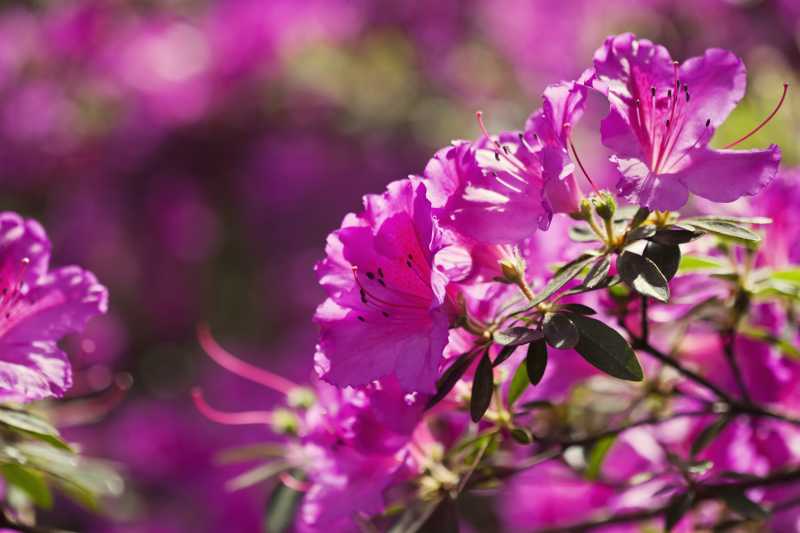 粉紫色杜鹃花