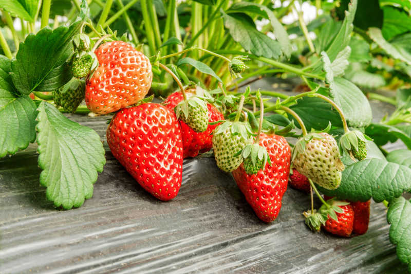 采摘园未成熟的草莓生长中