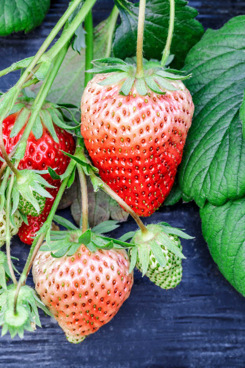 采摘园未成熟的草莓
