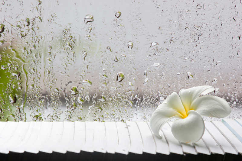 白色花和窗外的玻璃上的水滴