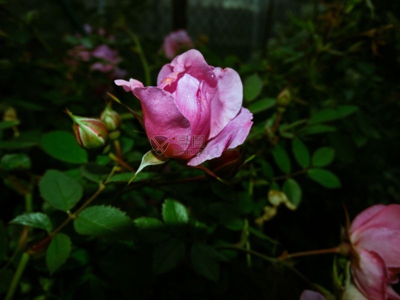 粉红色的芙蓉花