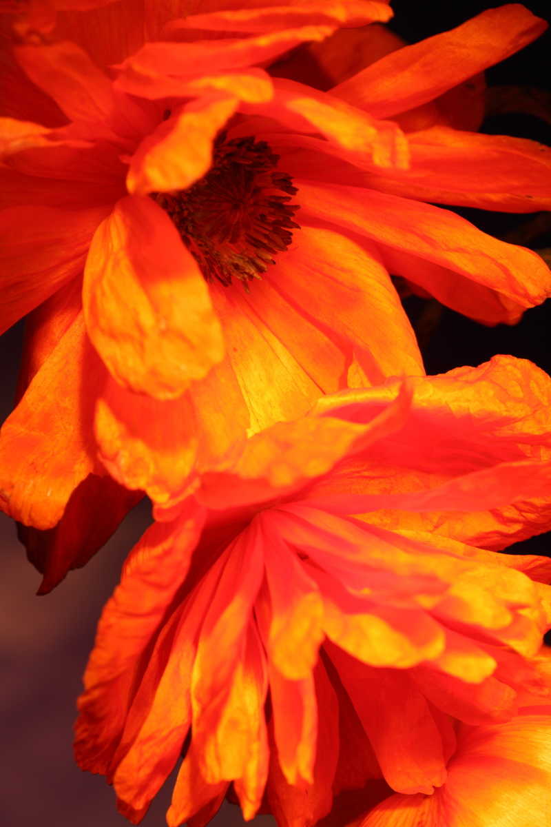 盛开的红罂粟花的特写