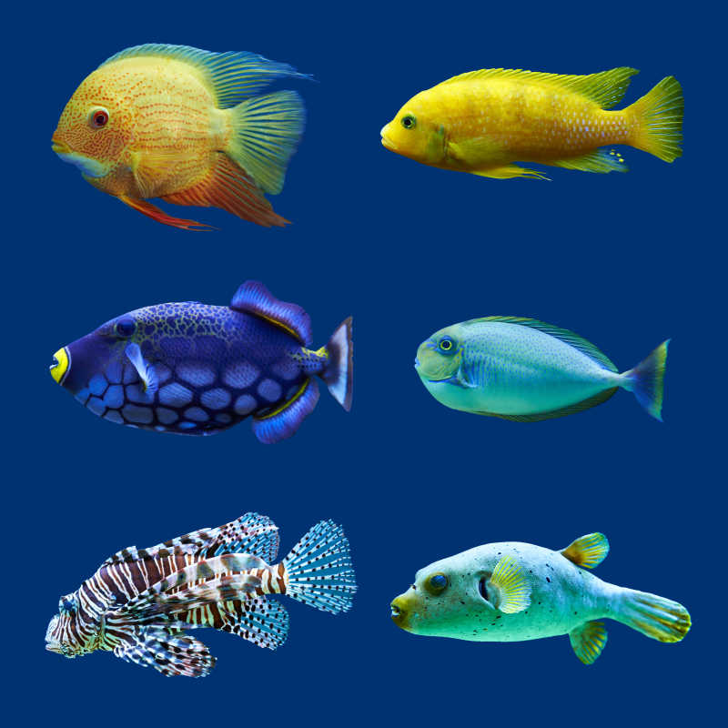 热带鱼系列