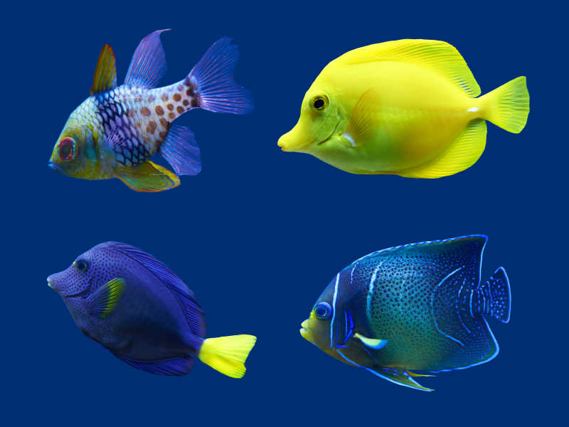 蓝色背景下的四条鱼