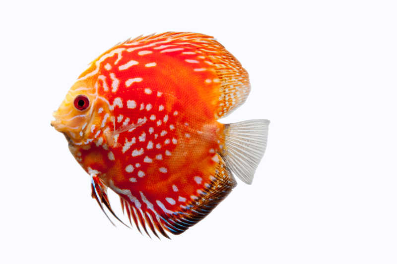 白色背景下的红色热带鱼