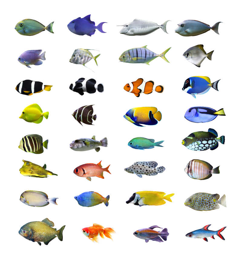 白色背景下的热带鱼系列