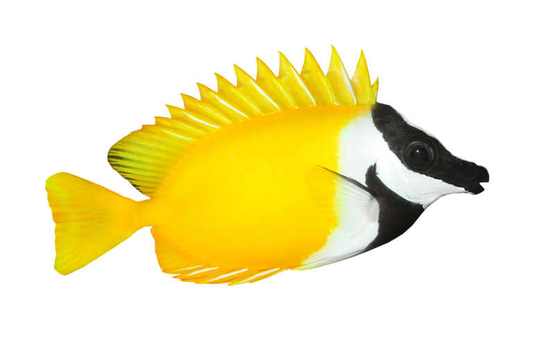 白色背景下的黄色热带鱼