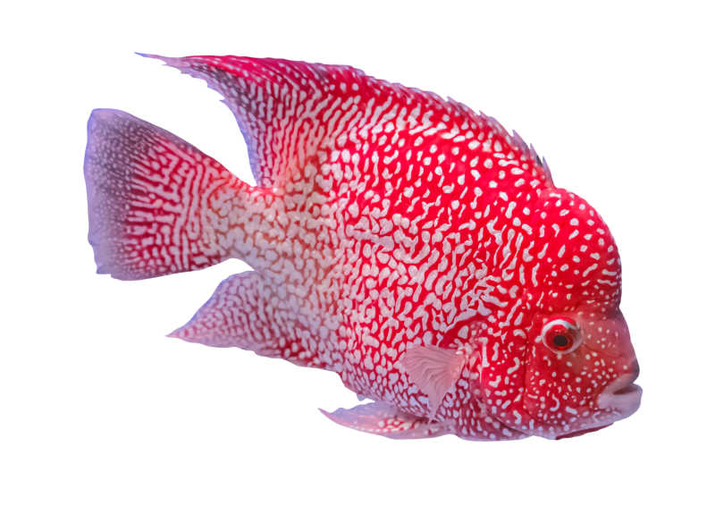 白色背景下的红驼峰鱼头
