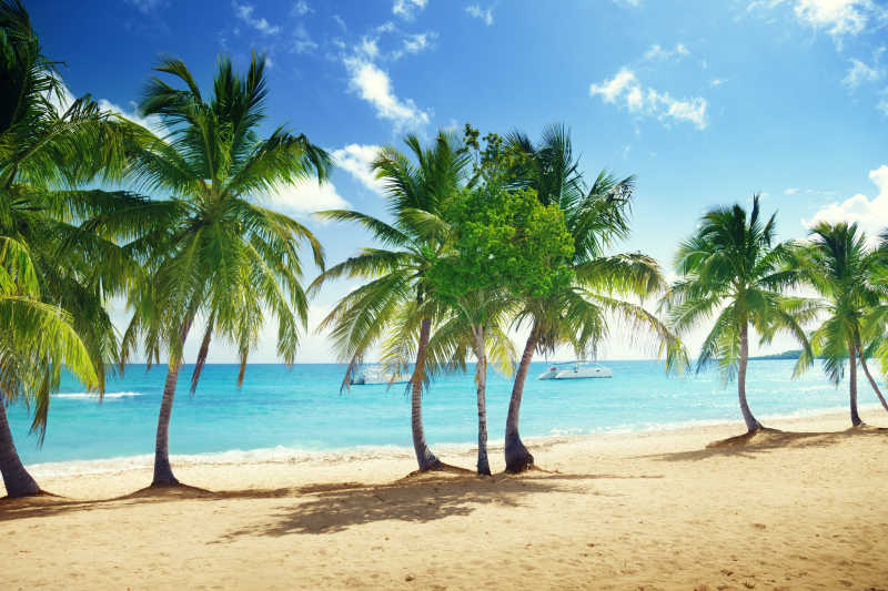 度假海滩边的棕榈树