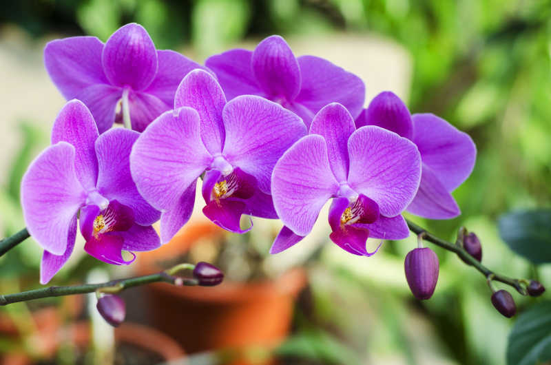 色彩鲜艳的紫色兰花