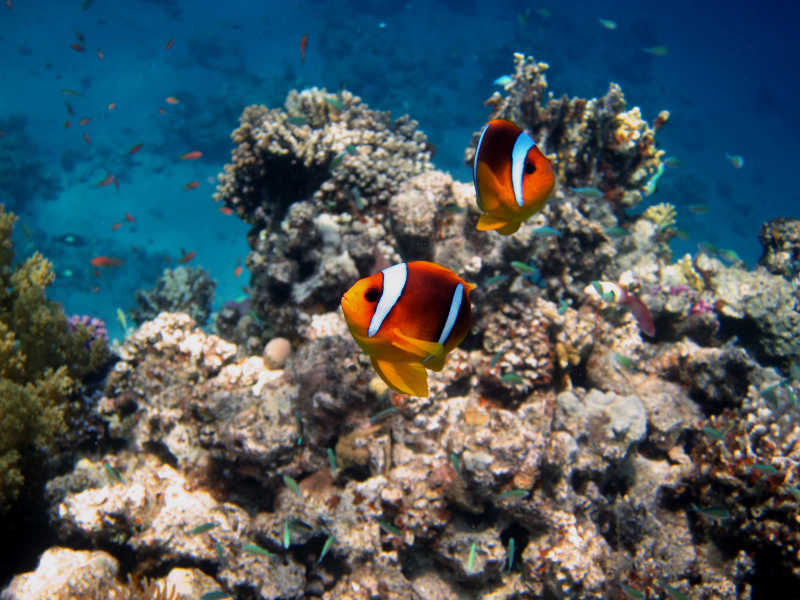珊瑚边的两个小丑鱼