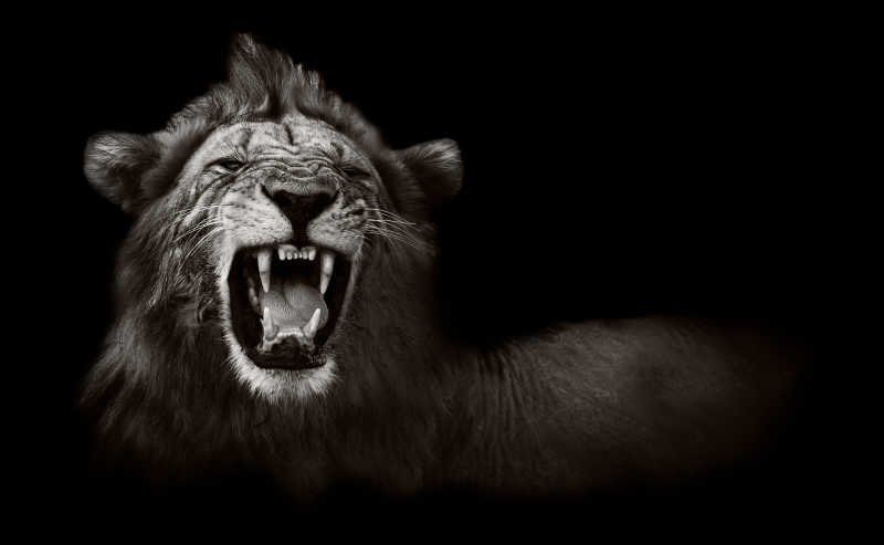 发出嘶吼的非洲雄狮