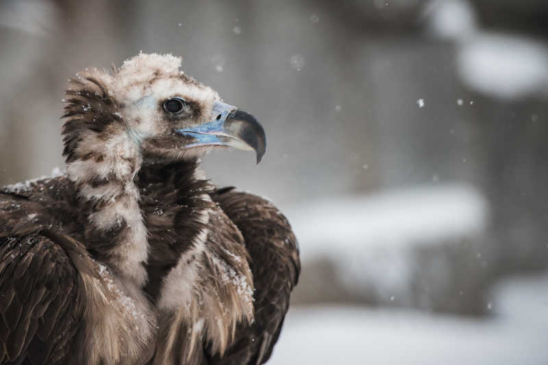 雪地里的秃鹫