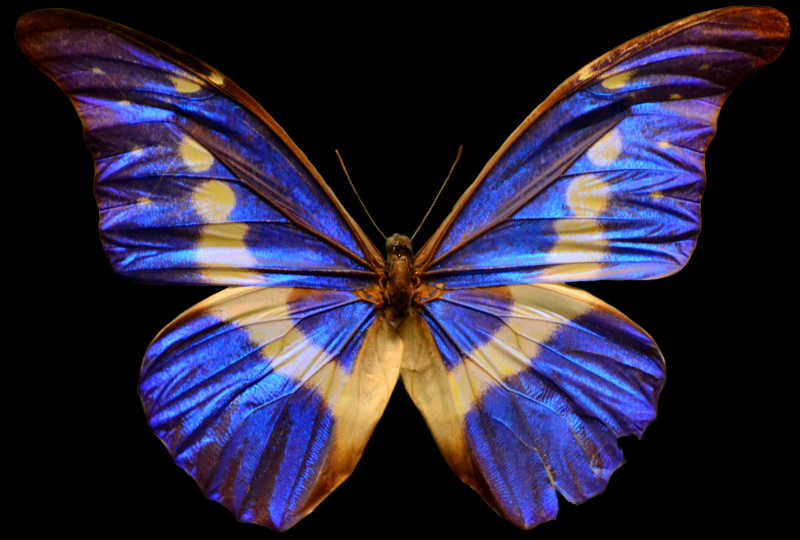 黑色背景上的蓝色大蝴蝶
