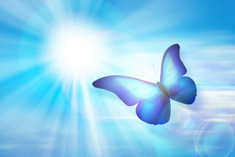 阳光下的蓝色蝴蝶