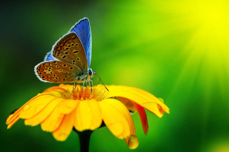 金盏菊上的美丽蝴蝶