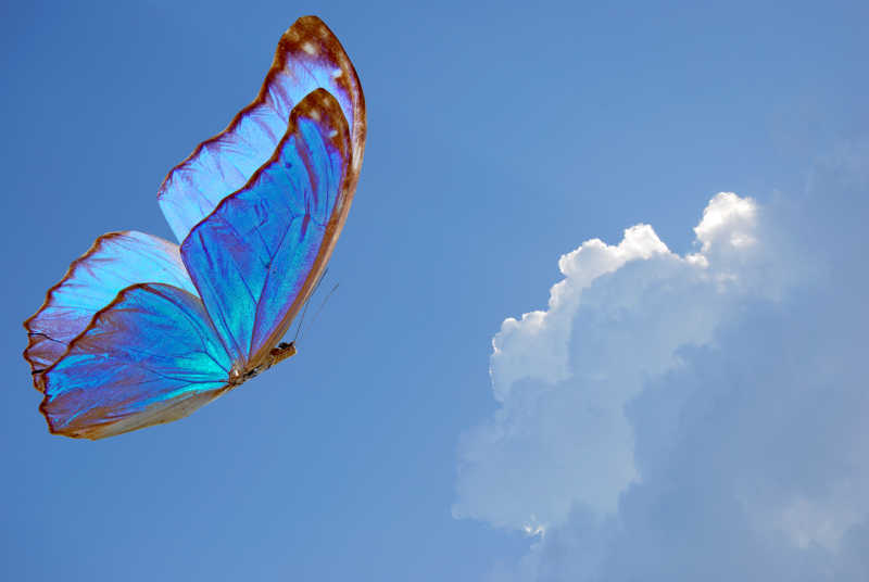 蓝天下美丽的蓝色蝴蝶