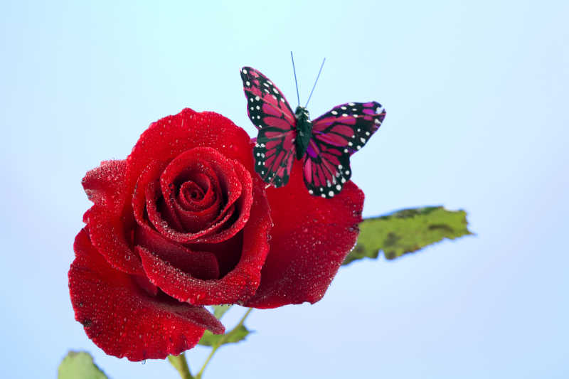 玫瑰花上的蝴蝶