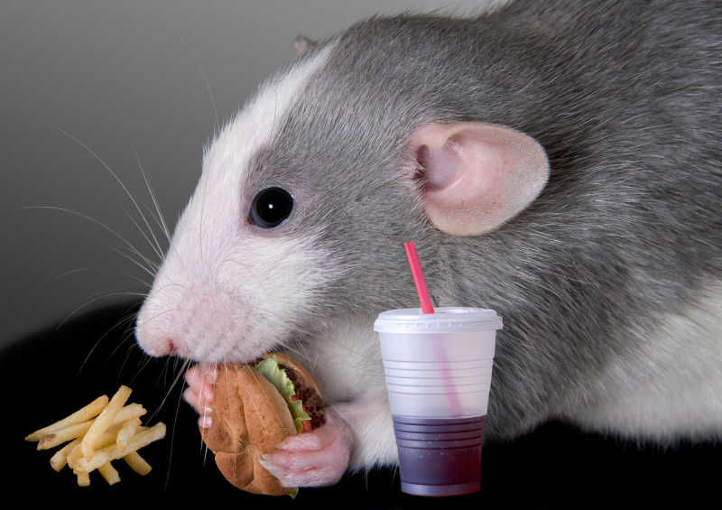 吃快餐的老鼠