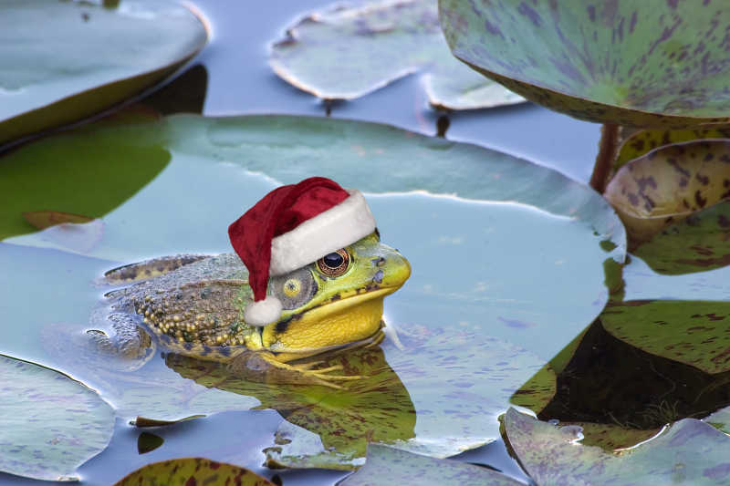 戴着圣诞帽子的青蛙