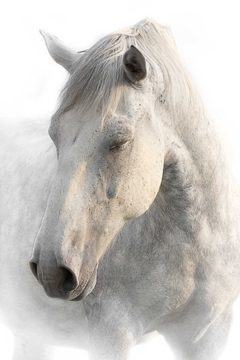雾里闭着眼的白马