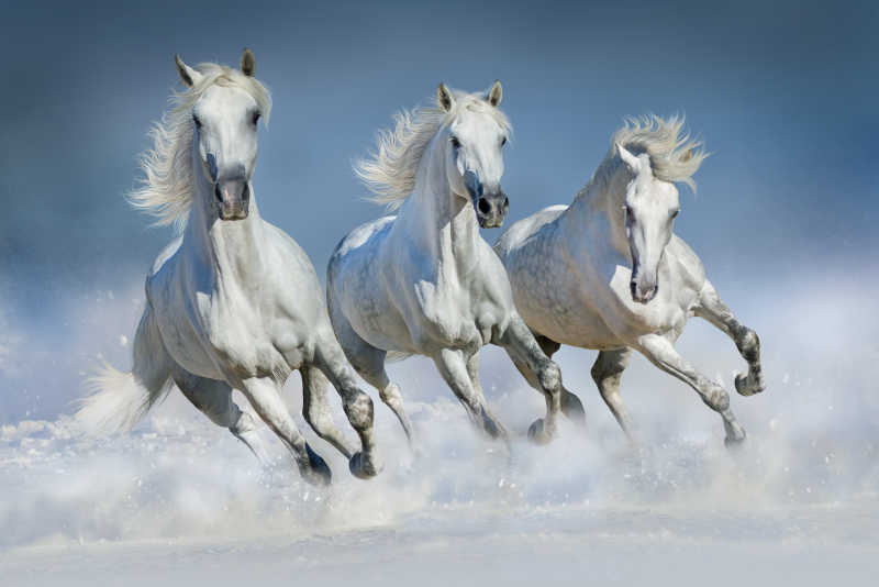 在雪地里奔驰的三匹白马