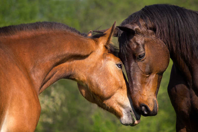 两匹热情对头的马