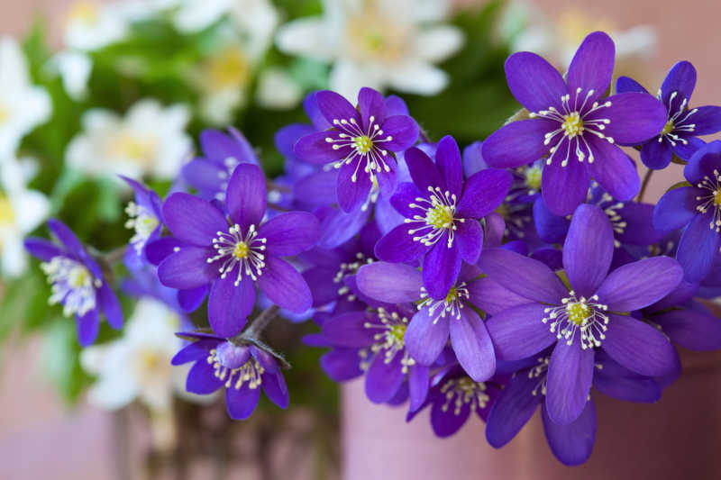 花瓶里的紫色花朵