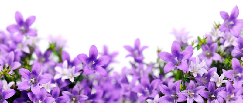 紫色的风铃草