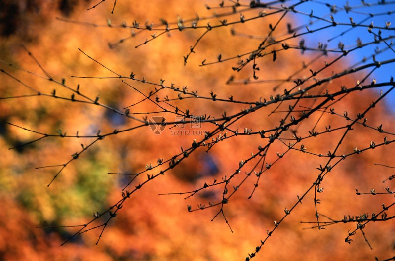 秋天干枯的树枝