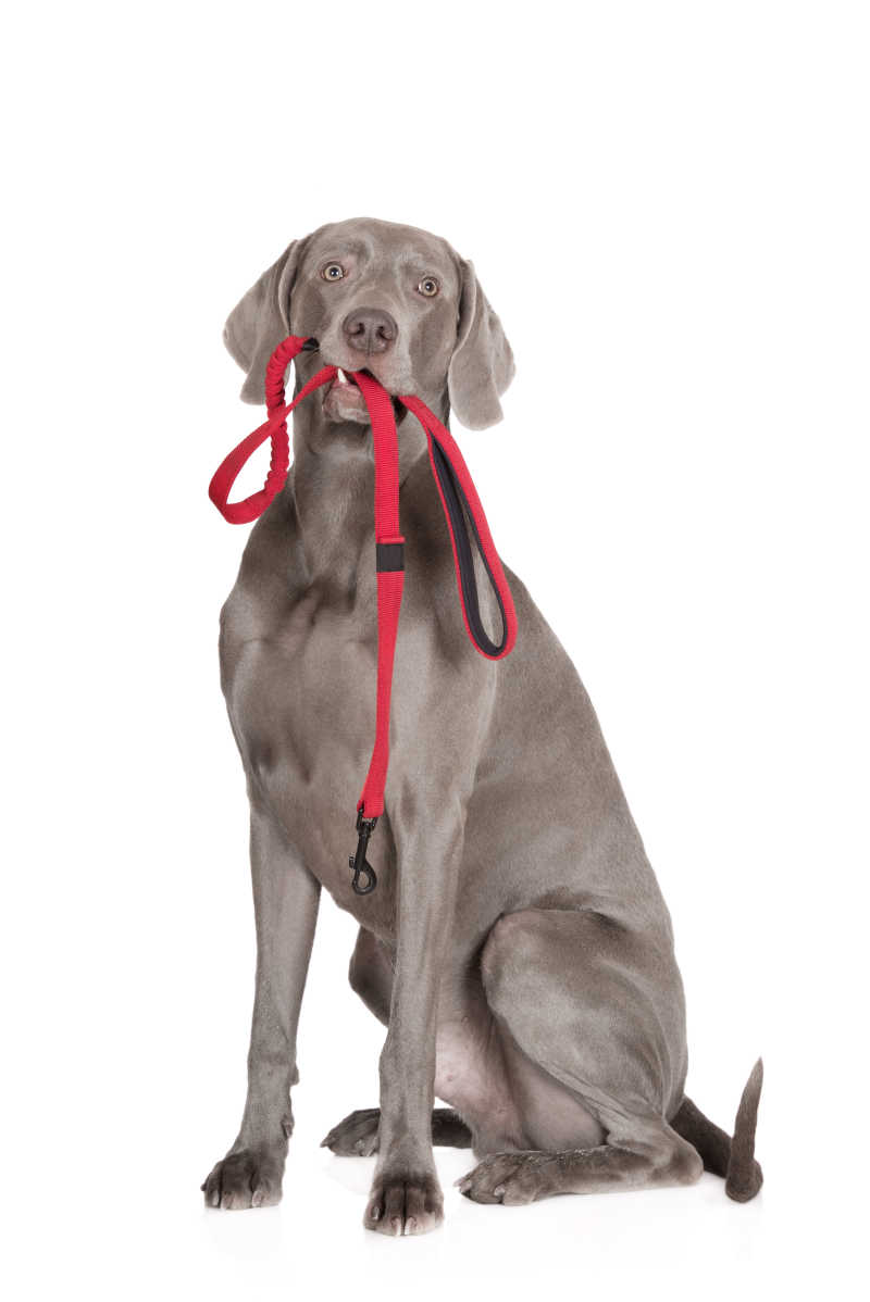 威玛猎犬的狗嘴里叼着一个红色的皮带