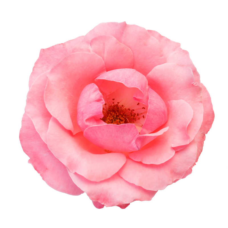 白色背景下粉红色的盛开的玫瑰