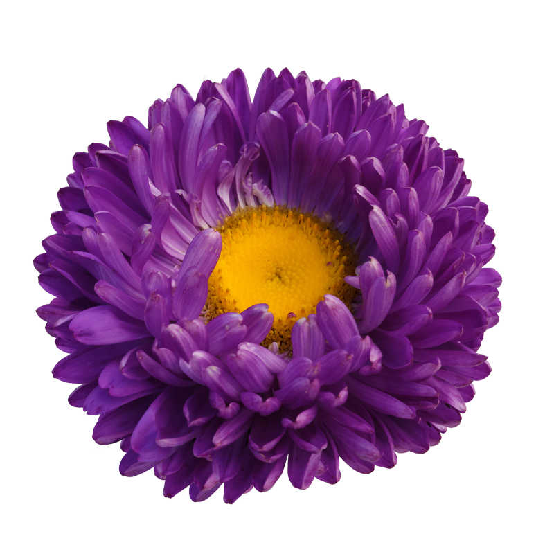 白色背景上美丽的紫色翠菊