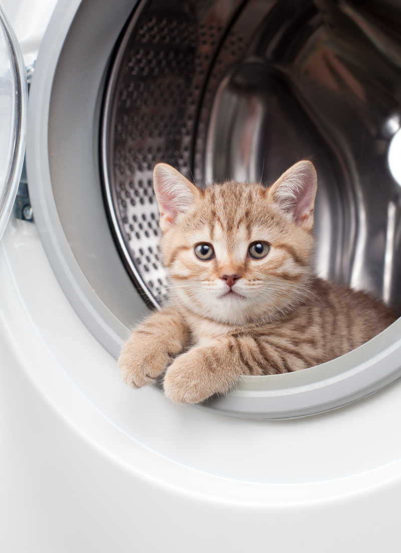 躺在洗衣机内的条纹英国小猫