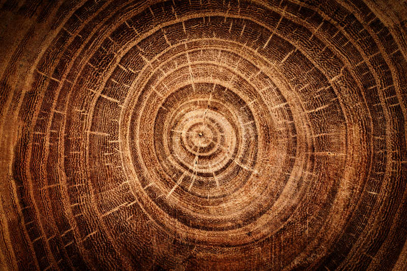 倒下的树桩表面年轮纹理背景
