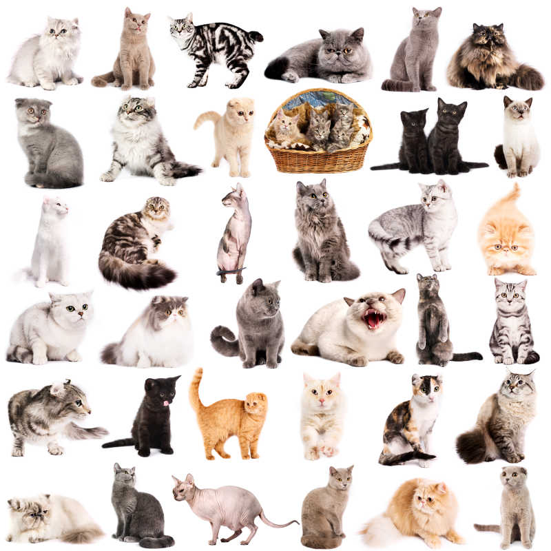 宠物猫大全图片及名称图片