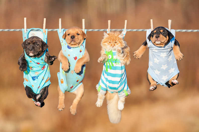 四只小宠物被挂在晾衣绳上